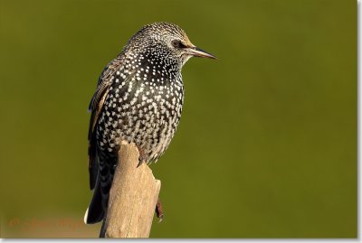 spreeuw_DSC_0902.JPG