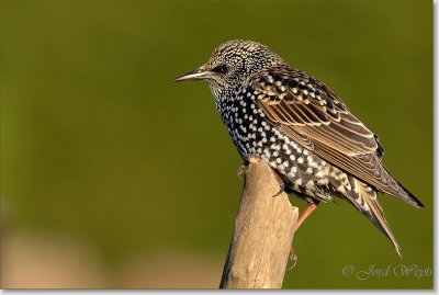 spreeuw_DSC_0903.JPG