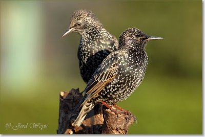 spreeuw_DSC_0913.JPG