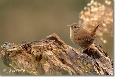 winterkoning_DSC_0015_filtered.JPG