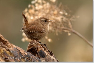 winterkoning_DSC_0019_filtered.JPG