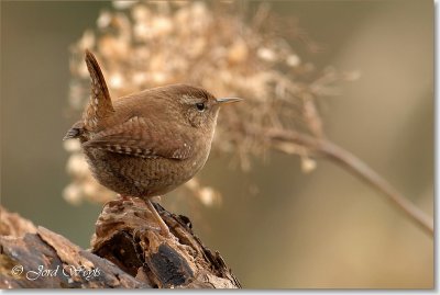 winterkoning_DSC_0021_filtered.JPG