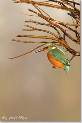 ijsvogel_DSC_0019.JPG