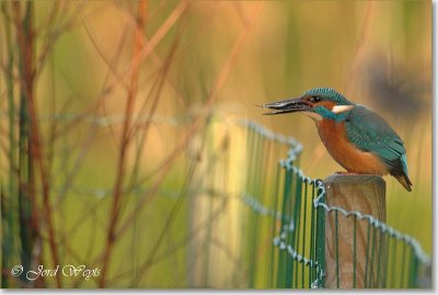 ijsvogel_DSC_0024.JPG