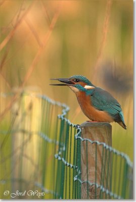 ijsvogel_DSC_0025.JPG