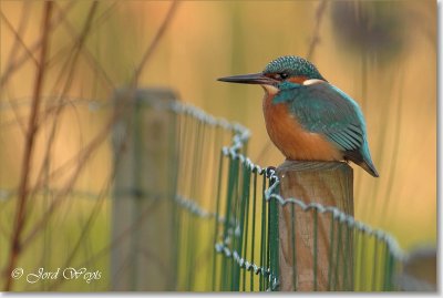 ijsvogel_DSC_0039.JPG