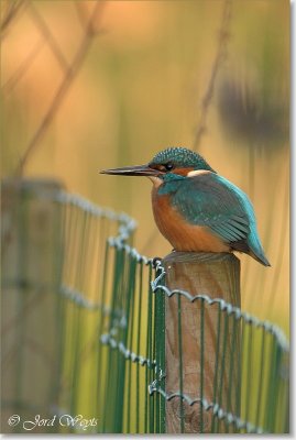 ijsvogel_DSC_0041.JPG