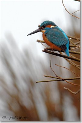 ijsvogel_DSC_0004.JPG