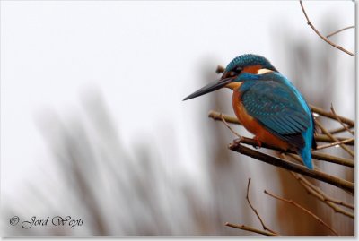ijsvogel_DSC_0006.JPG