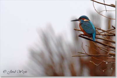 ijsvogel_DSC_0007.JPG
