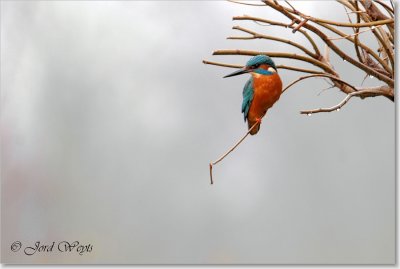 ijsvogel_DSC_0008.JPG
