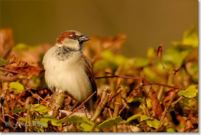 huismus_DSC_0008_filtered.jpg