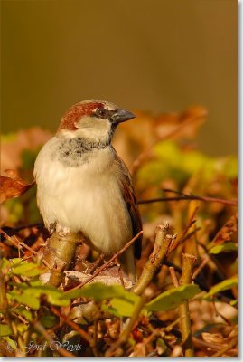 huismus_DSC_0009_filtered.jpg