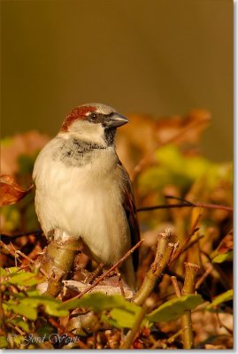 huismus_DSC_0010_filtered.jpg