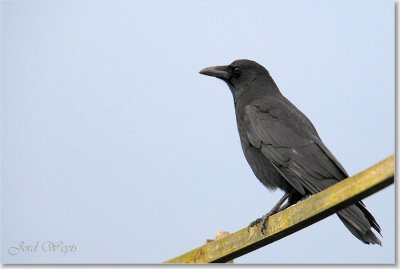 kraai_DSC_0037.JPG