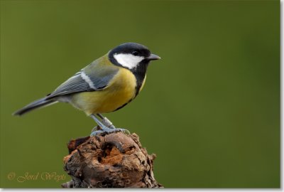koollmees_DSC_0038.JPG