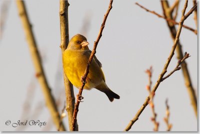 groenling_DSC_0026.JPG