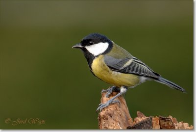 Koolmees_DSC_0818.JPG