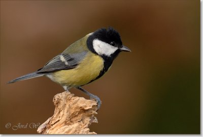 Koolmees_DSC_0819.JPG