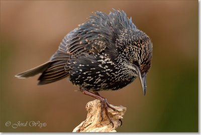 spreeuw_DSC_0833.JPG