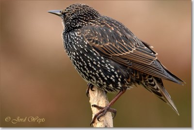spreeuw_DSC_0838.JPG