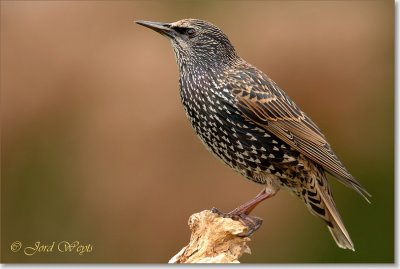 spreeuw_DSC_0860.JPG