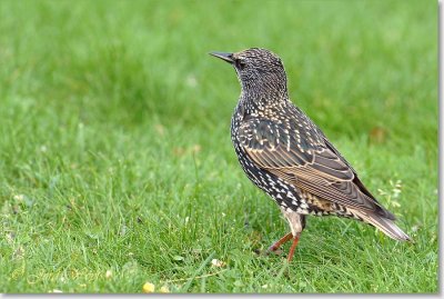 spreeuw_DSC_0822.JPG