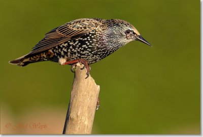 spreeuw_DSC_0906.JPG