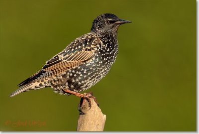 spreeuw_DSC_0911.JPG