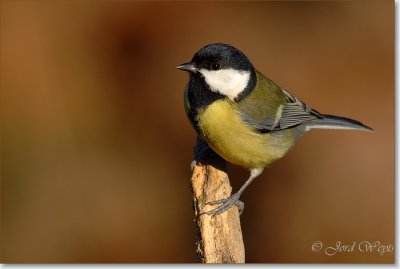 koolmees_DSC_0889.JPG