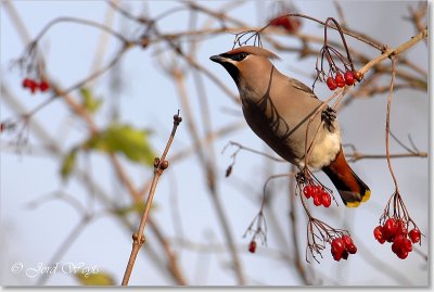 pestvogel - Bohemian Waxing - Bombycilla garrulus