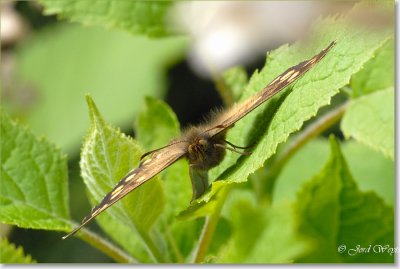 Bont zandoogje - Speckled Wood - Pararge aegeria