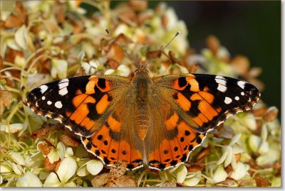 Distelvlinder - Painted Lady - Vanessa cardui