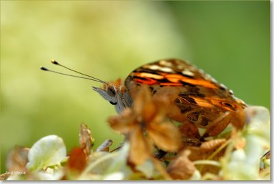 Distelvlinder - Painted Lady - Vanessa cardui