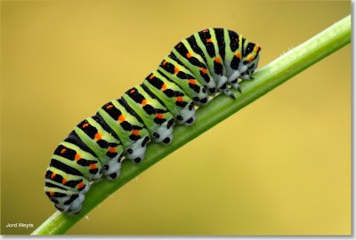 rupskoninginnepage_DSC_0018.JPG