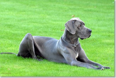 Duitse dog - Great Dane - Extra