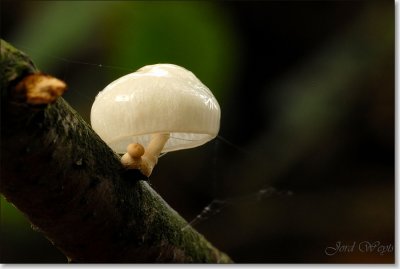 paddestoelen - mushrooms