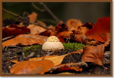 vliegenzwam_DSC_0124_filtered.JPG