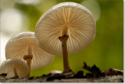 porseleinzwam_DSC_0052.JPG