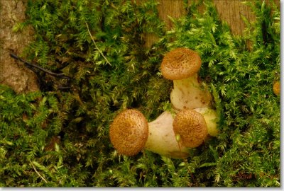 paddestoelen - mushrooms