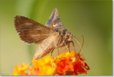  gamma uiltje
