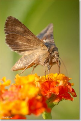 gamma uiltje_DSC_0032.JPG