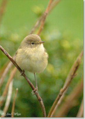 fitis - Willow Warbler - Phylloscopus trochilus