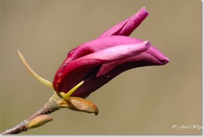 magnolia_DSC_0002.JPG