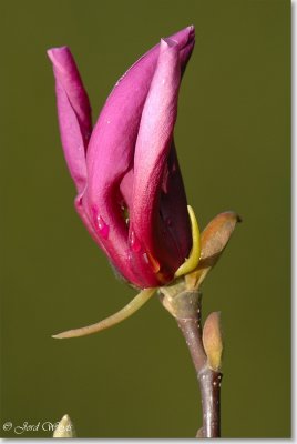 magnolia_DSC_0003.JPG