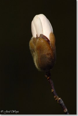 magnolia_DSC_0006.JPG