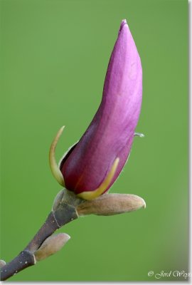 magnolia_DSC_0011.JPG