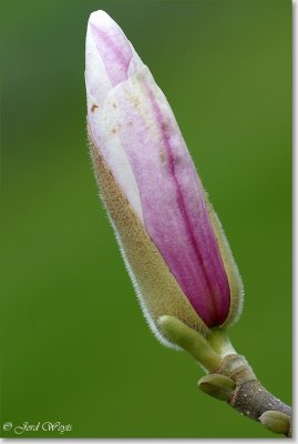 magnolia_DSC_0017.JPG