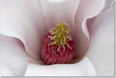 magnolia_DSC_0019.JPG