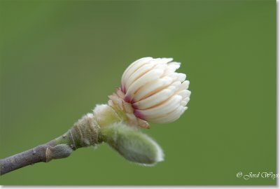 magnolia_DSC_0031.JPG
